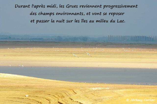 d01_Lac du Der-004txgw_GF.jpg